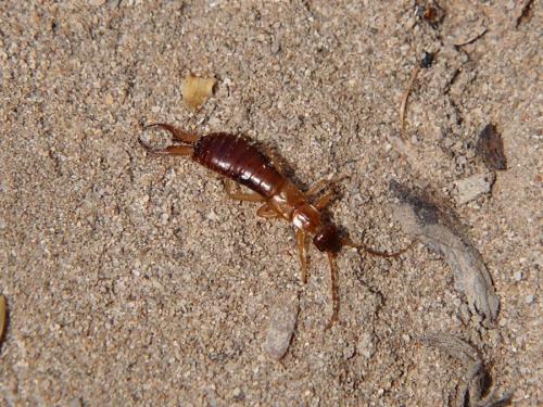 Réf. 235 774 : Guanchia pubescens